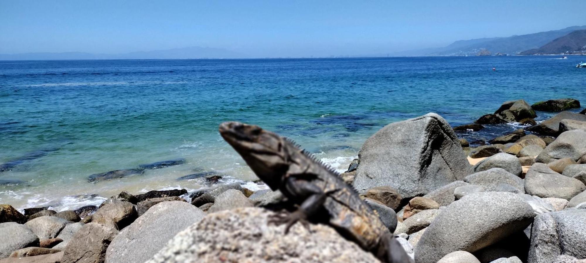 Villas Del Amor Amor Puerto Vallarta Eksteriør billede