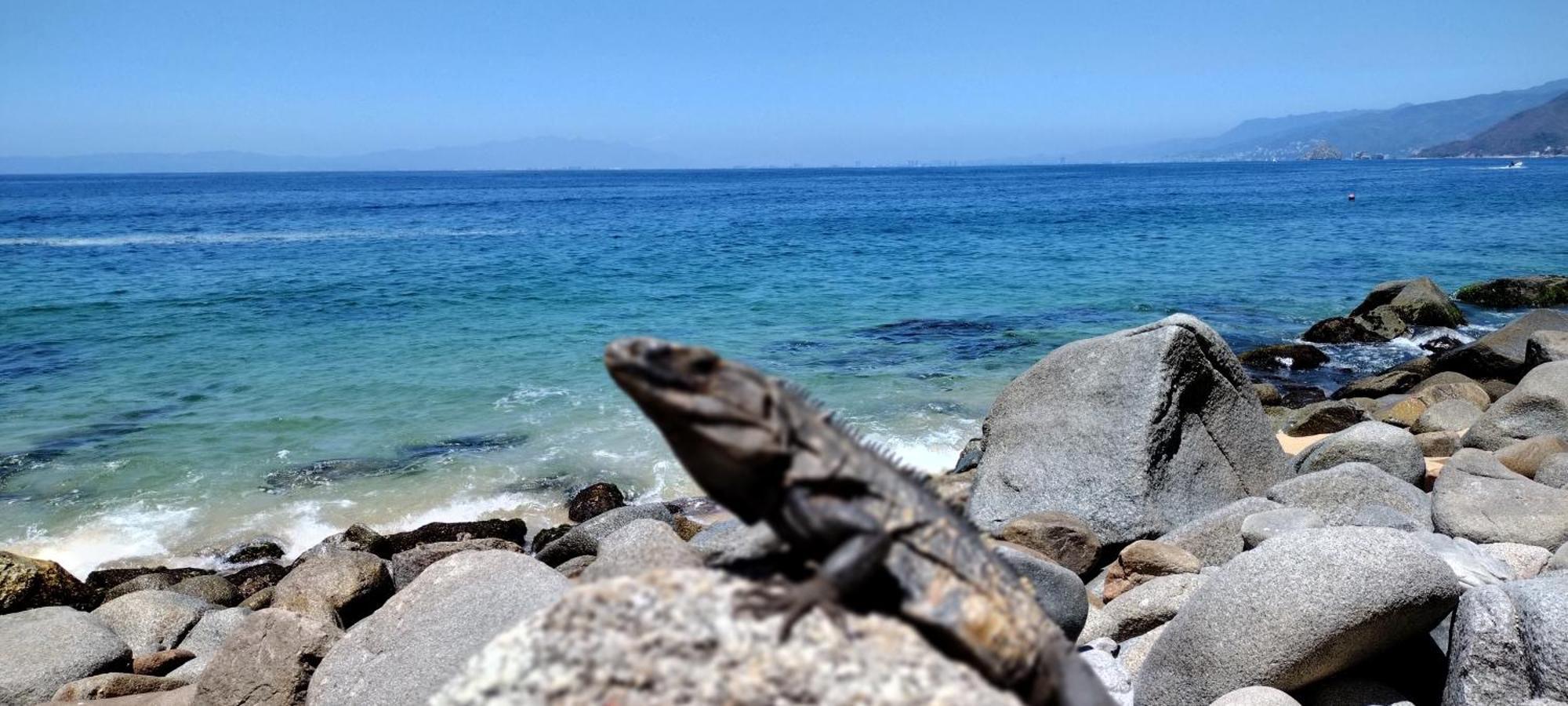 Villas Del Amor Amor Puerto Vallarta Eksteriør billede