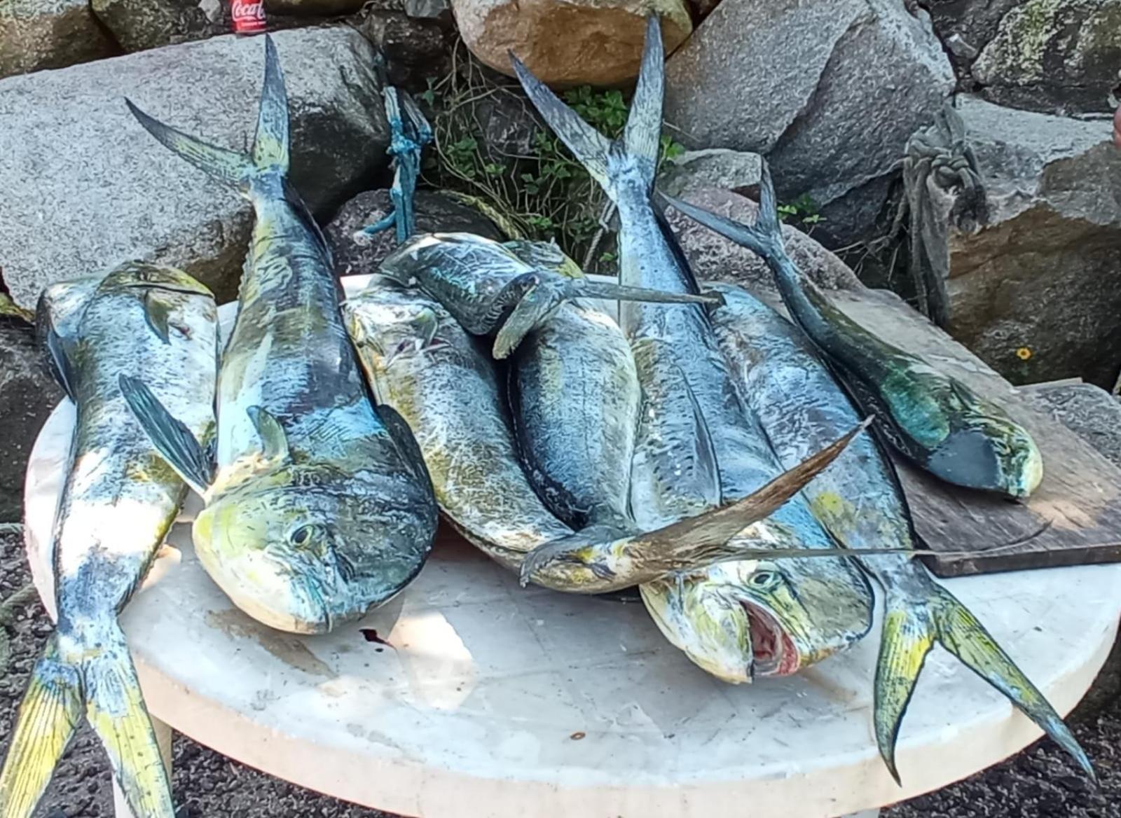 Villas Del Amor Amor Puerto Vallarta Eksteriør billede
